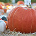 How to Choose the Best Halloween Decor