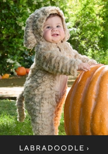 Labradoodle