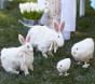 Felted Wool Sheep &amp; Chick Decor