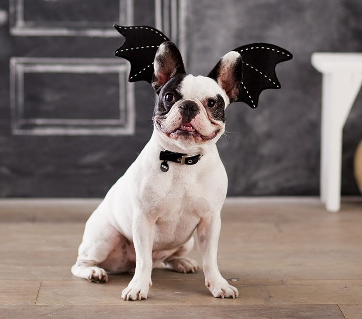 Bat Pet Costume