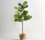 Fiddle Leaf Tree