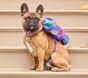 Cosmic Astronaut Pet Costume