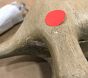 Open Box: Carved Brachiosaurus Wood Table Lamp - Warm Sand