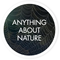 Anything about nature