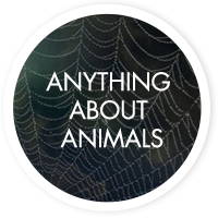 Anything about animals