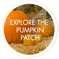 Explore the pumpkin patch