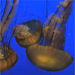 Monterey Bay Aquarium® - Jellies