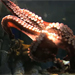 Monterey Bay Aquarium® - Octopi