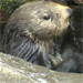 Monterey Bay Aquarium® - Otters