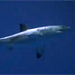Monterey Bay Aquarium® - Open Ocean Sharks