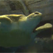 Monterey Bay Aquarium® - Turtles