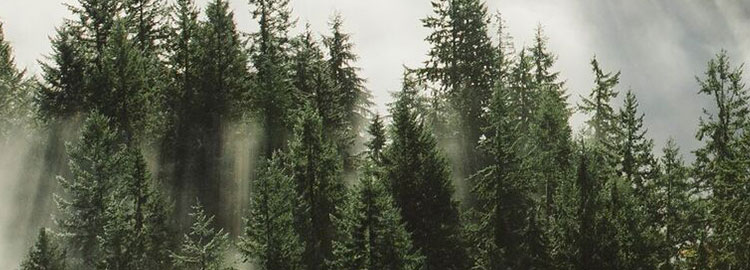 Forest Stewardship Council