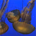 Monterey Bay Aquarium&reg; - Jellies