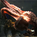 Monterey Bay Aquarium&reg; - Octopi