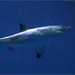 Monterey Bay Aquarium&reg; - Open Ocean Sharks