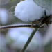 Organic Cotton