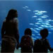 Monterey Bay Aquarium&reg;: Conversation With Julie Packard