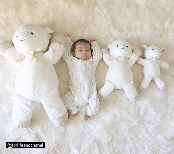 baby lamb teddy