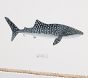 Shark Art Collection (16"x 12")