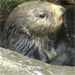 Monterey Bay Aquarium&reg; - Otters