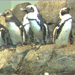 Monterey Bay Aquarium&reg; - Penguins