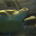 Monterey Bay Aquarium&reg; - Turtles